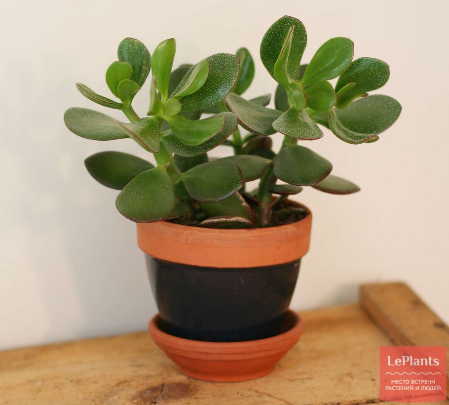 Как цветет денежное дерево