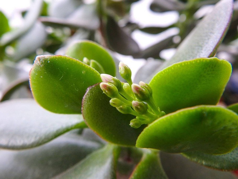 Толстянка живое дерево