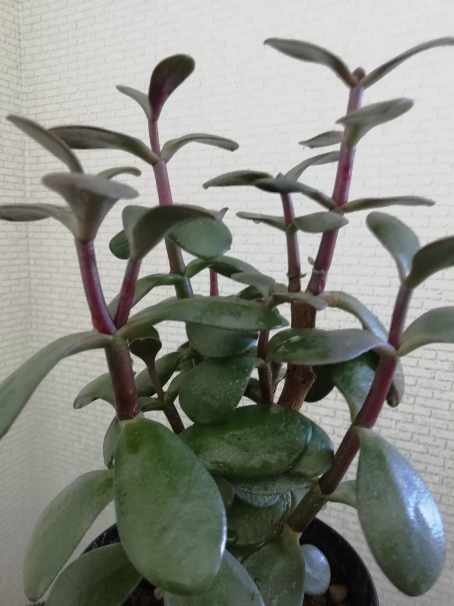 Серебристый налет на листьях толстянки