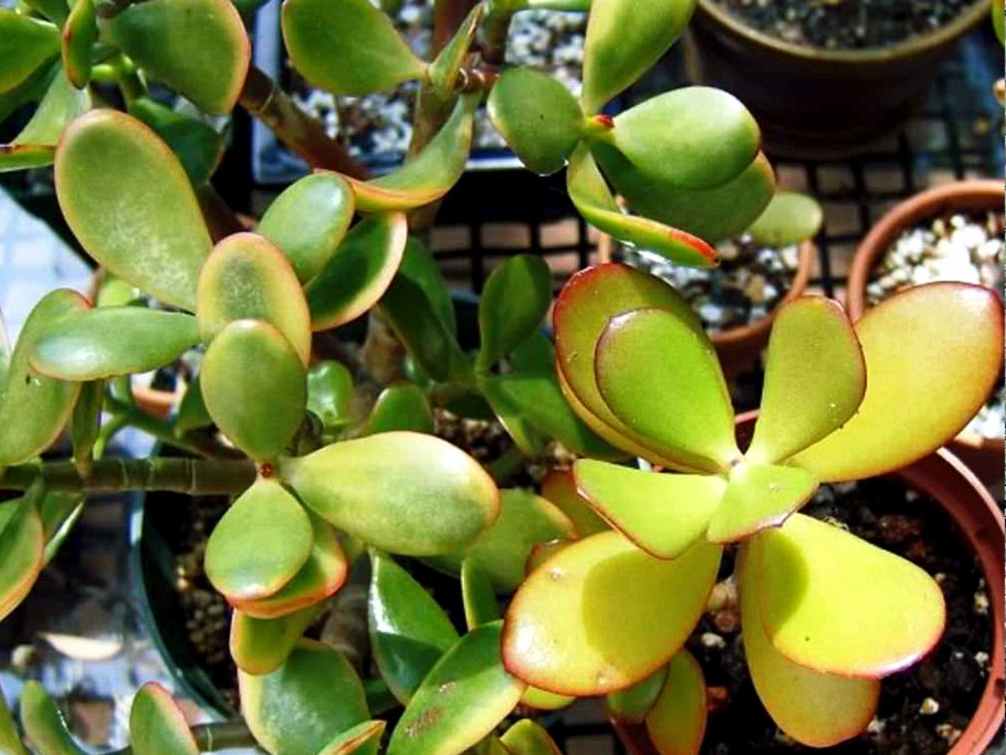 Толстянка крассула яйцевидная