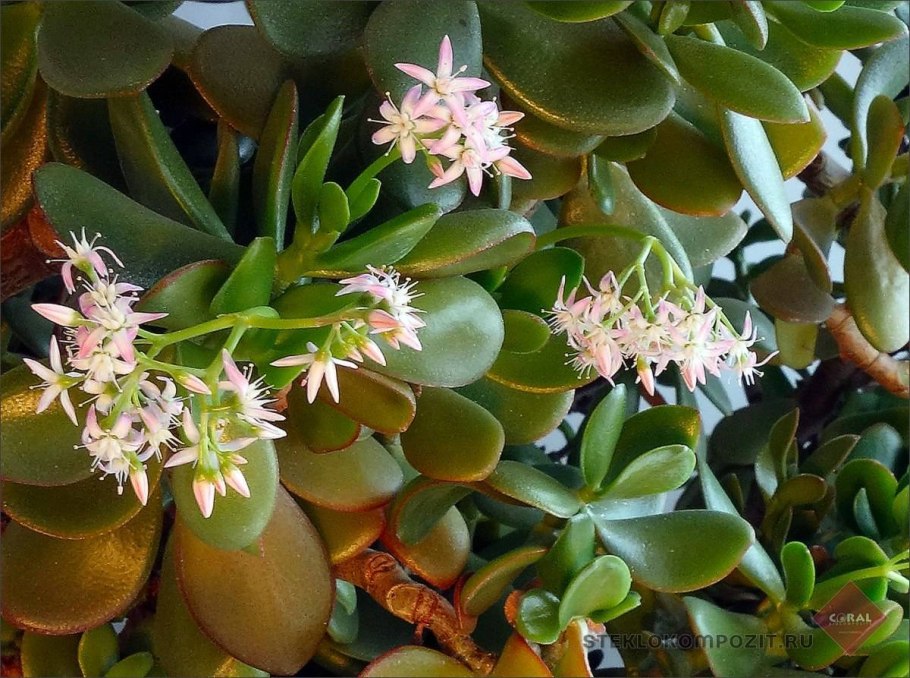 Цветет денежное дерево