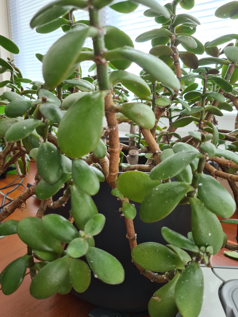 Комнатное растение похожее на денежное дерево