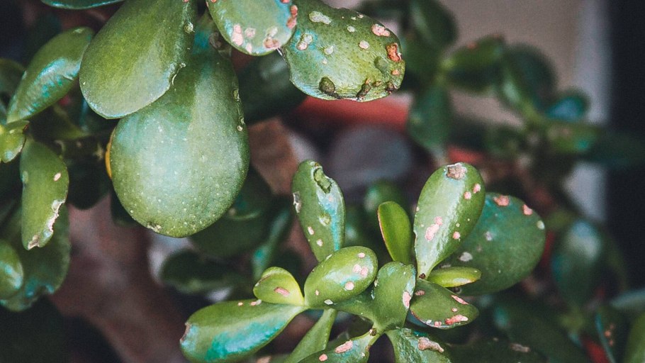 Толстянка щитовка