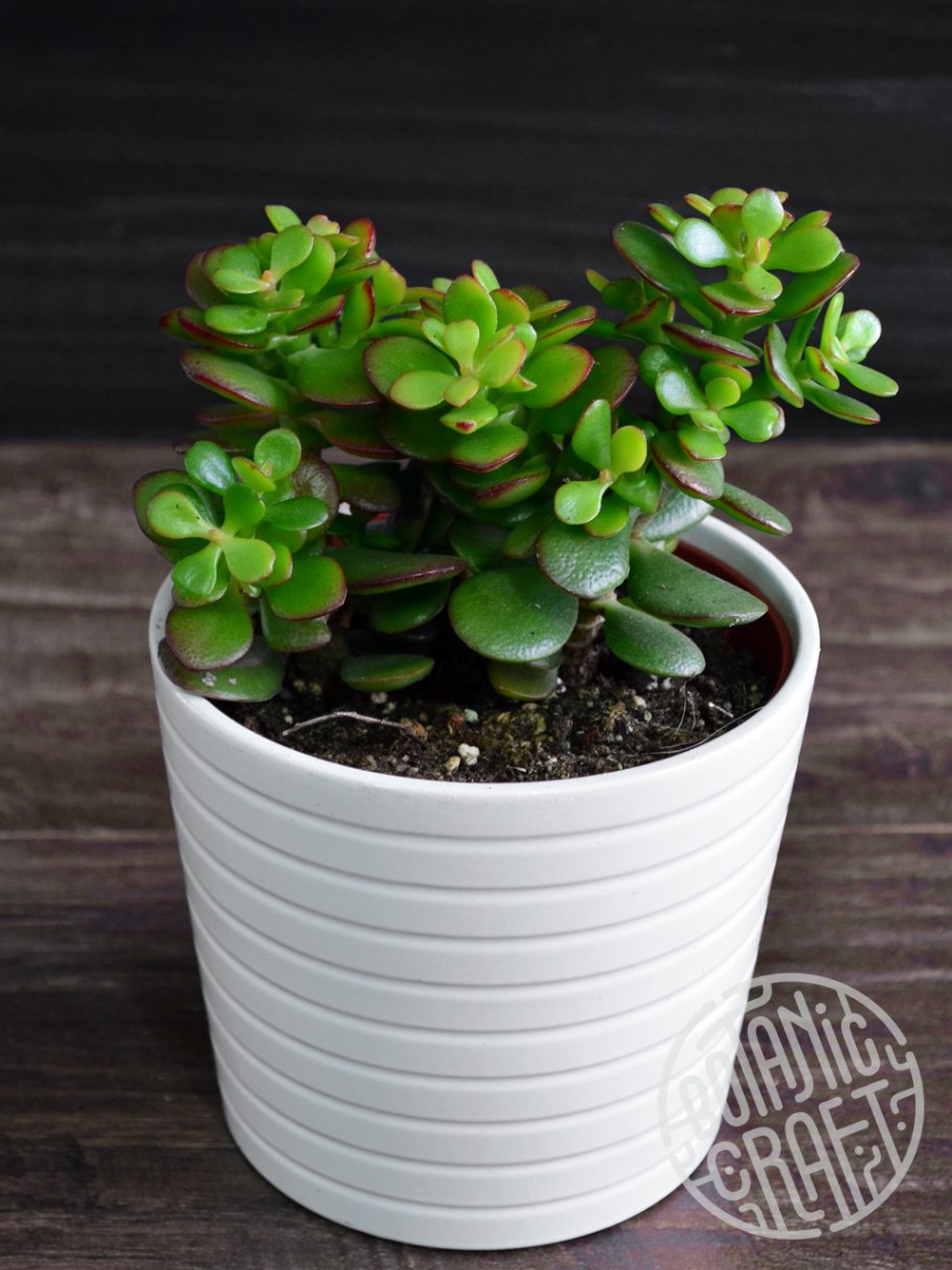 Денежное дерево толстянка