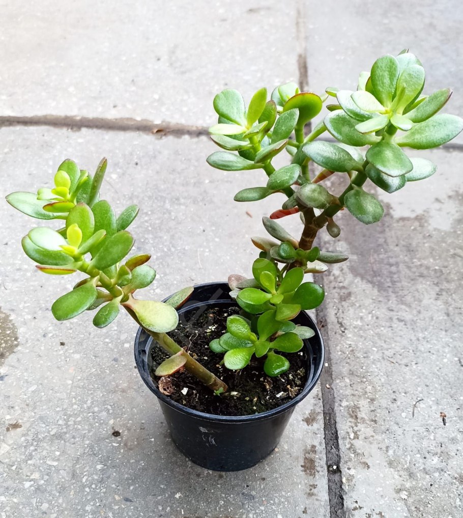 Крассула денежное дерево