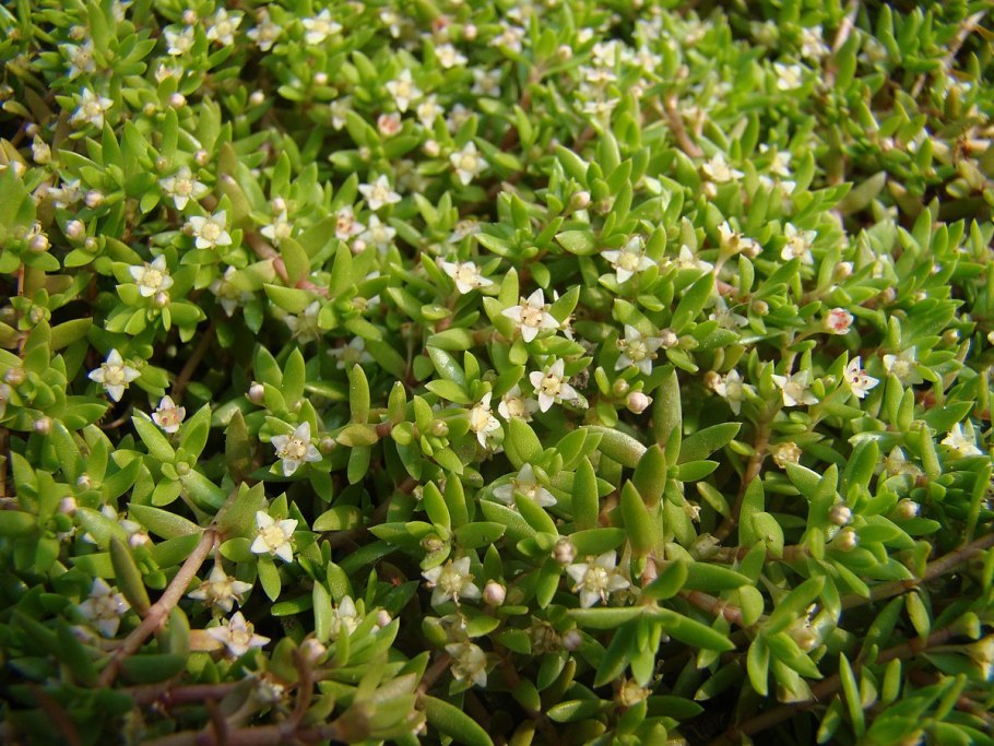 Crassula helmsii толстянка Хелмса