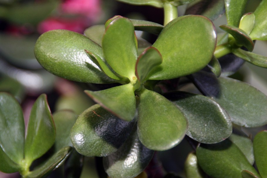 Разновидности денежного дерева фото и названия