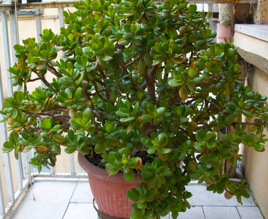 Цветок толстянка