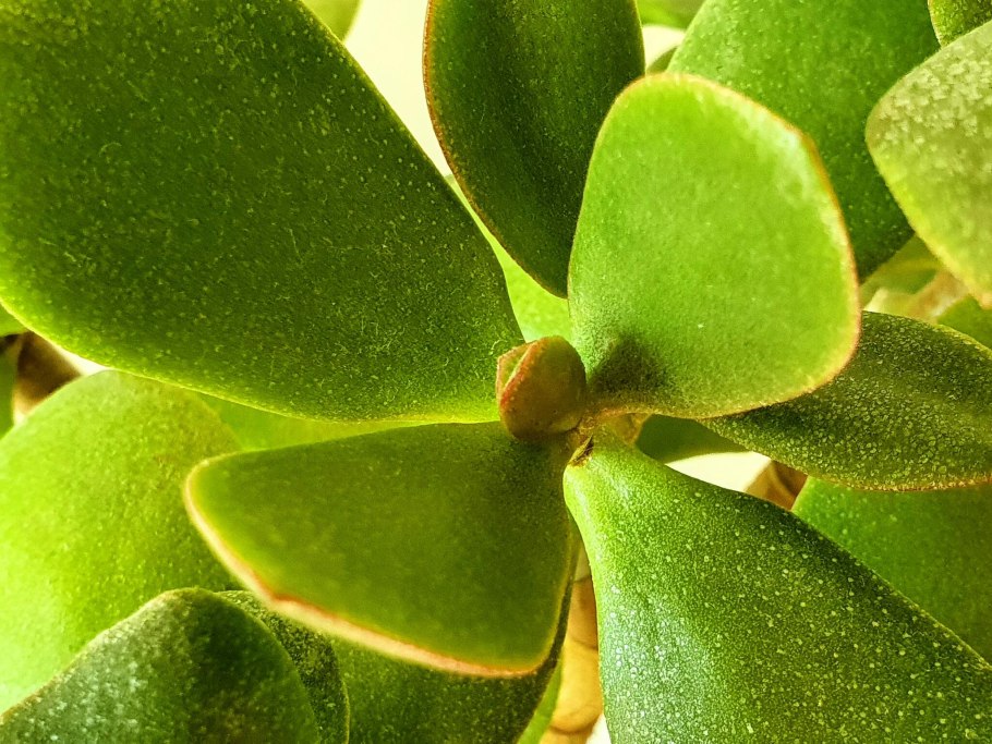 Денежное дерево толстянка