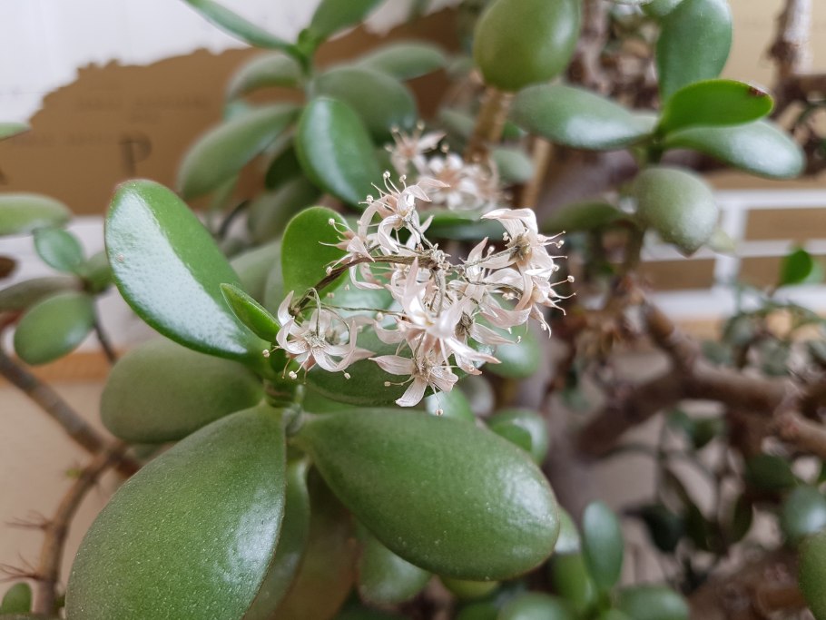 Денежное дерево цветение