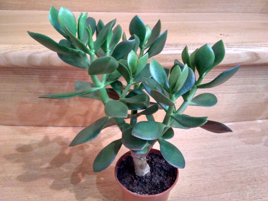 Толстянка денежное дерево отросток