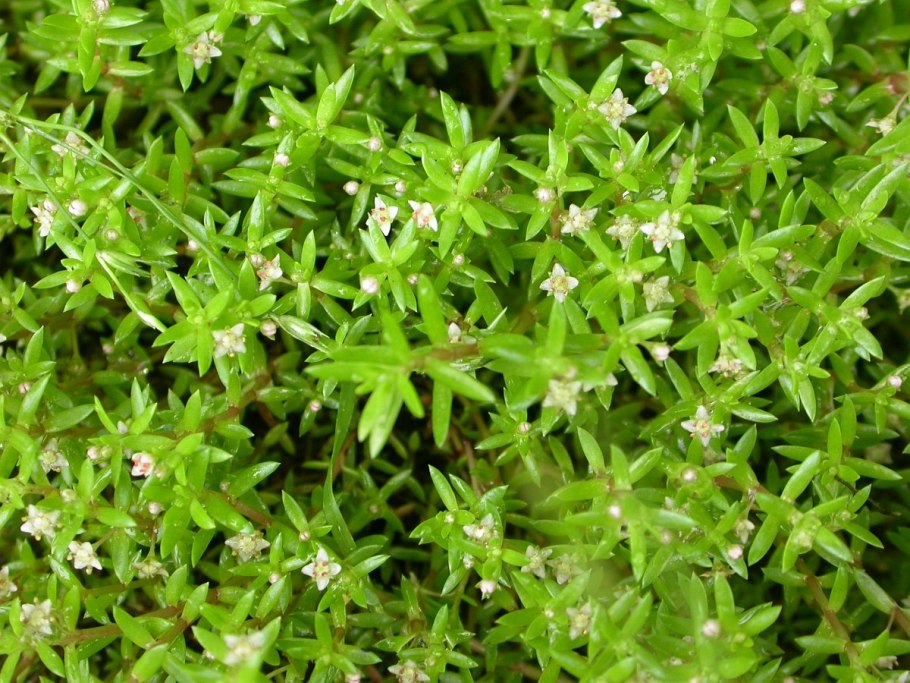 Крассула Хелмса аквариумное растение