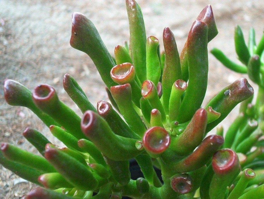 Суккулент крассула овата