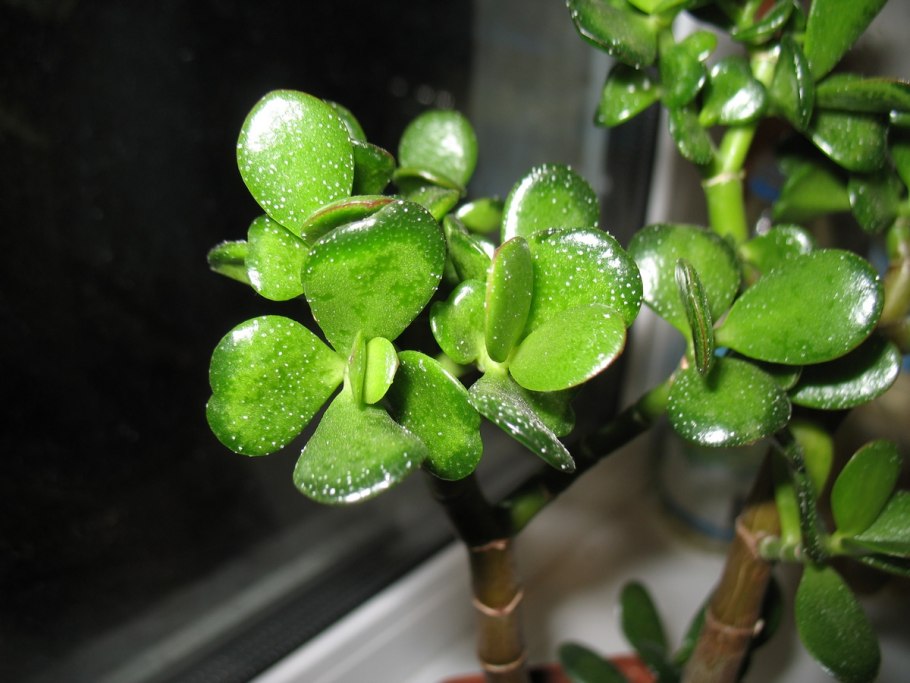 Суккулент толстянка крассула