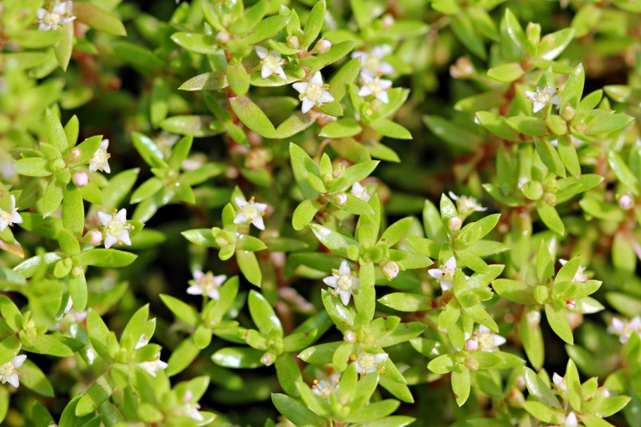 Crassula helmsii аквариум