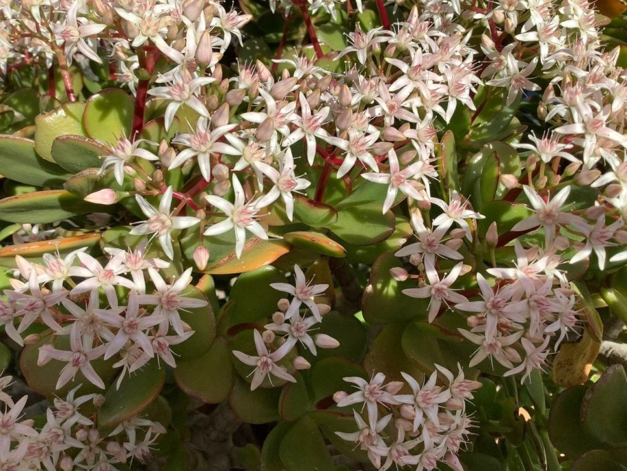 Толстянка crassula ovata цветет