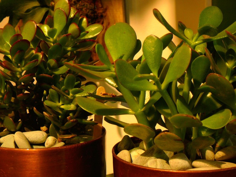 Комнатные растения крассула