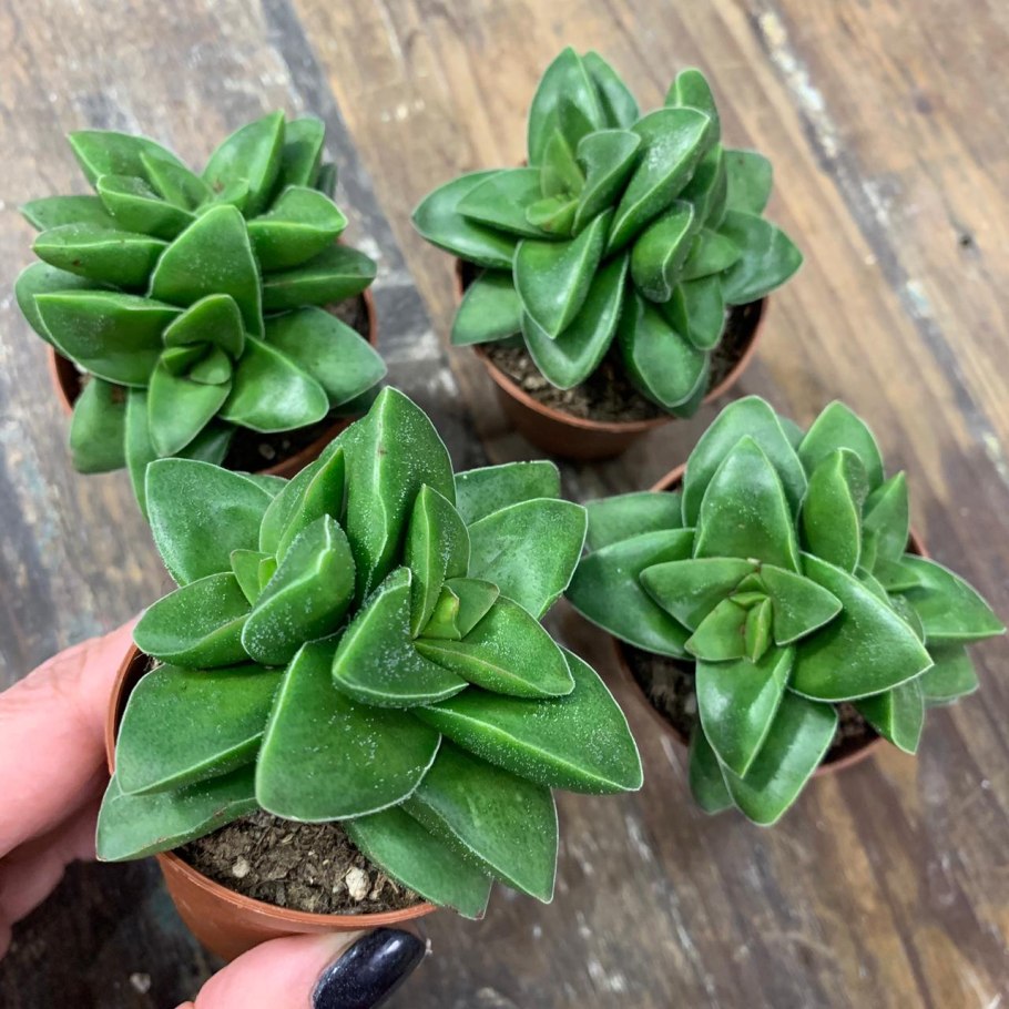 Цветение денежного дерева фото