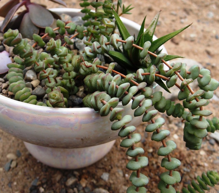 Крестовник крассула