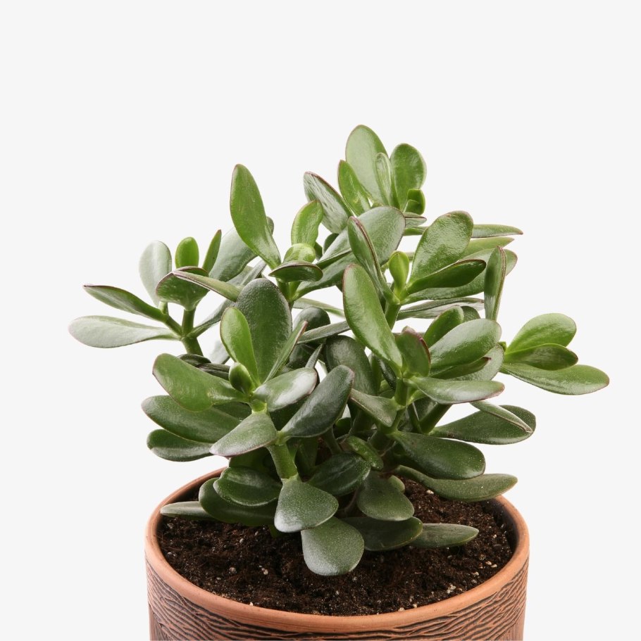 Крассула толстянка денежное