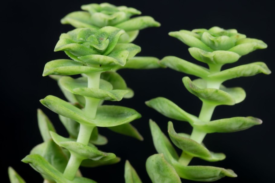 Крассула перфората цветение