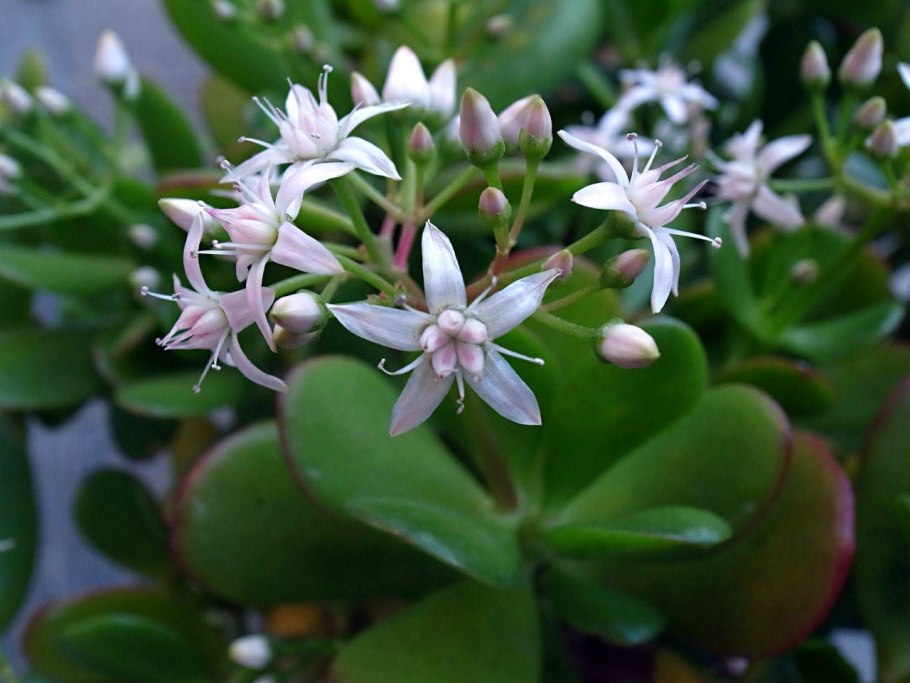 Crassula ovata