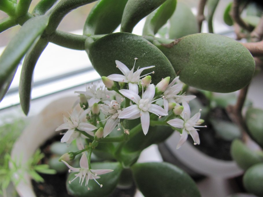 Толстянка яйцевидная цветение