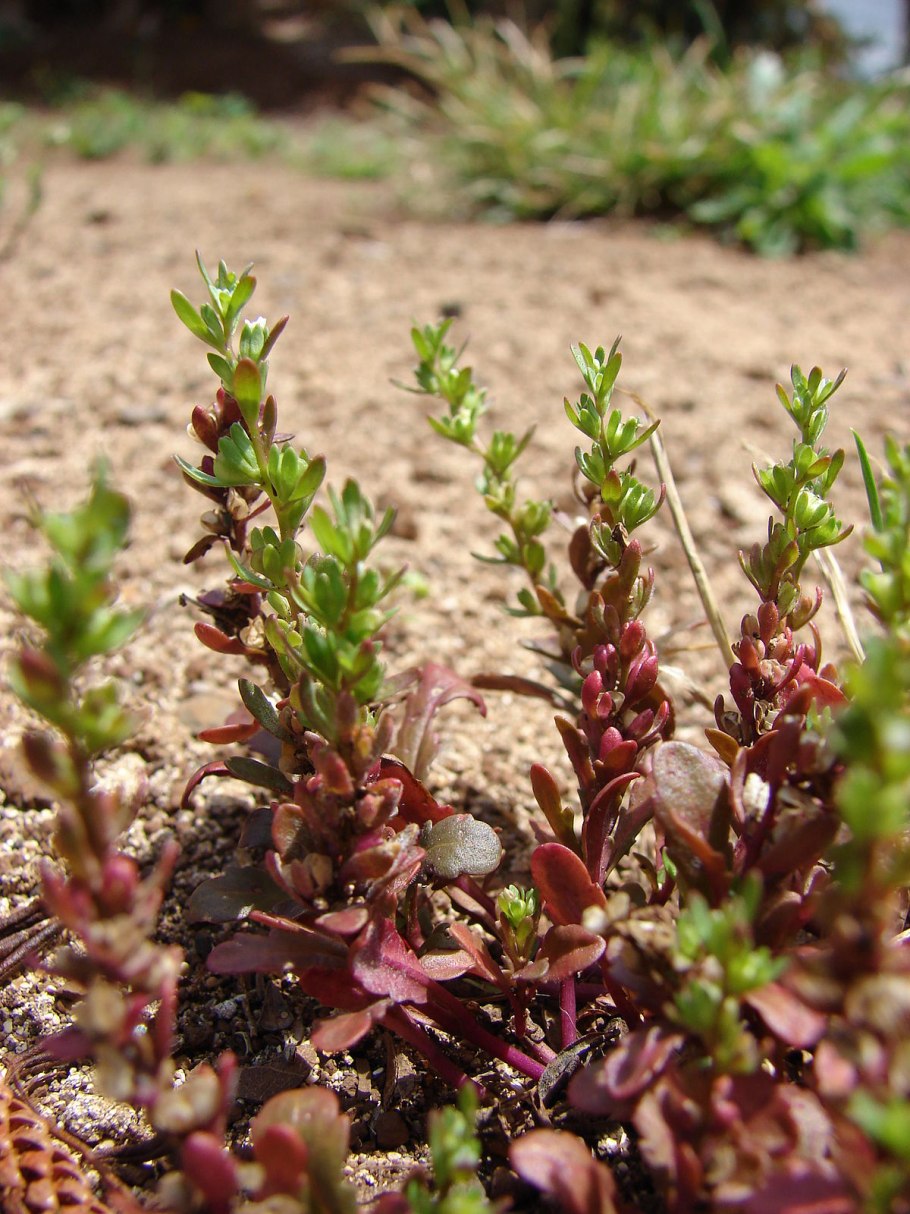 Брелок-пейджер Mongoose LS 9000d