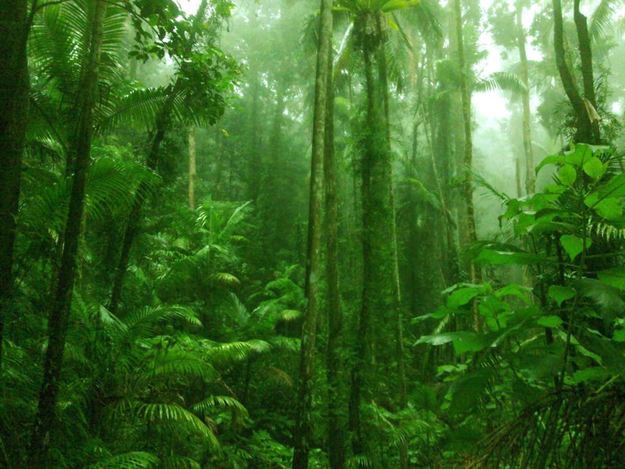 Джунгли пуэрто рико