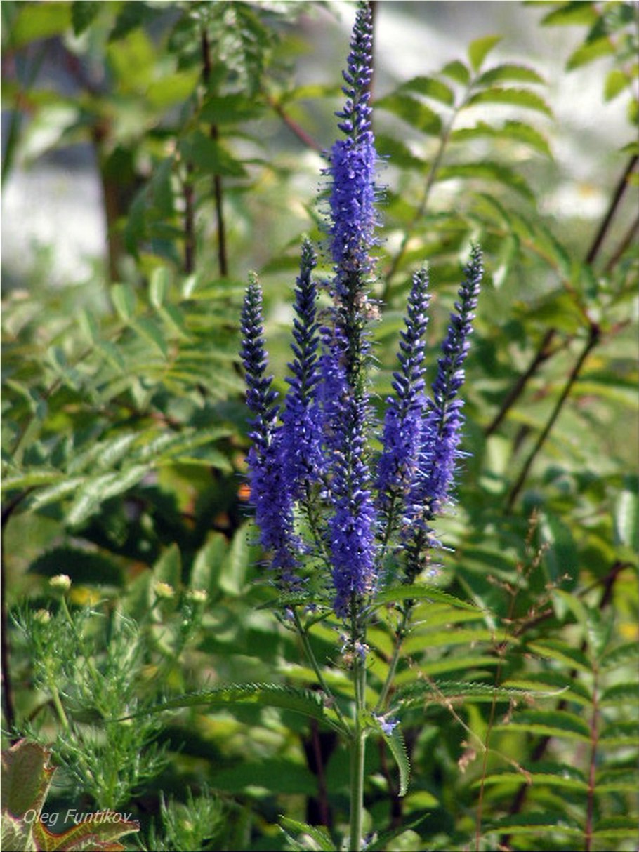 Многолетники вероника длиннолистная