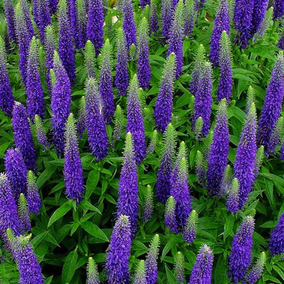 Вероника широколистная Veronica Teucrium