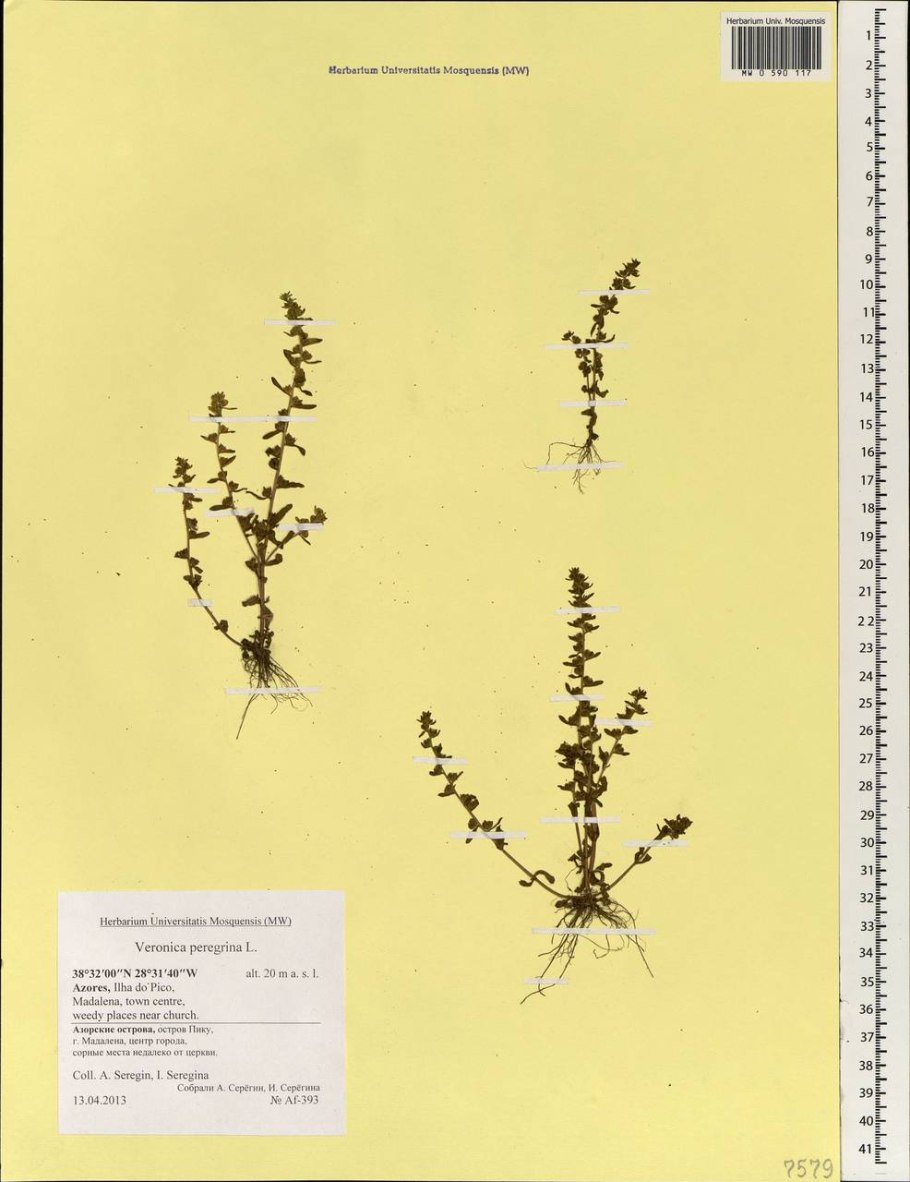 Вероника колосковая голубая