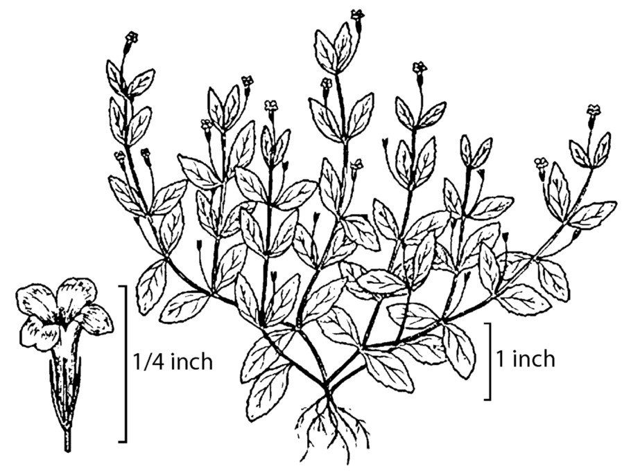 Вероника длиннолистная Блайризин