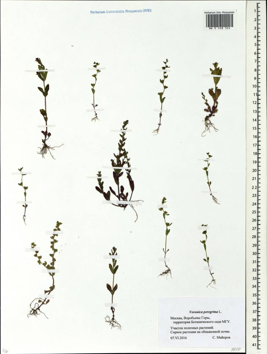 Вероника иноземная растение