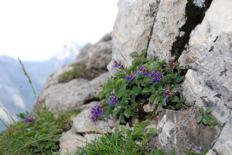 Вероника длиннолистная (Veronica longifolia &#96;Blue Tone&#96;)