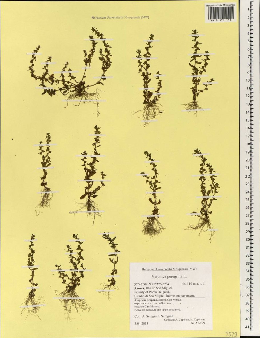 Veronica Anagallis-Aquatica