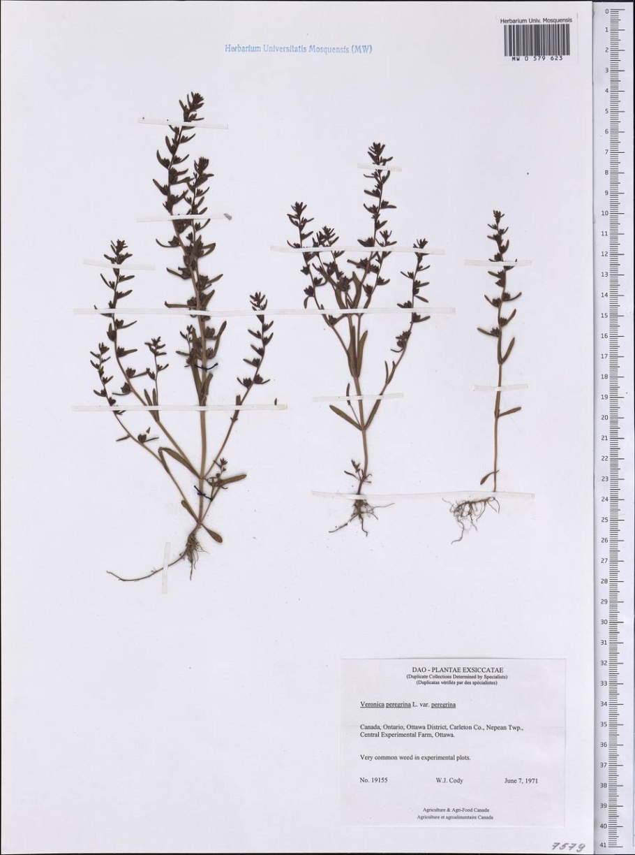 Вероника телефиелистная