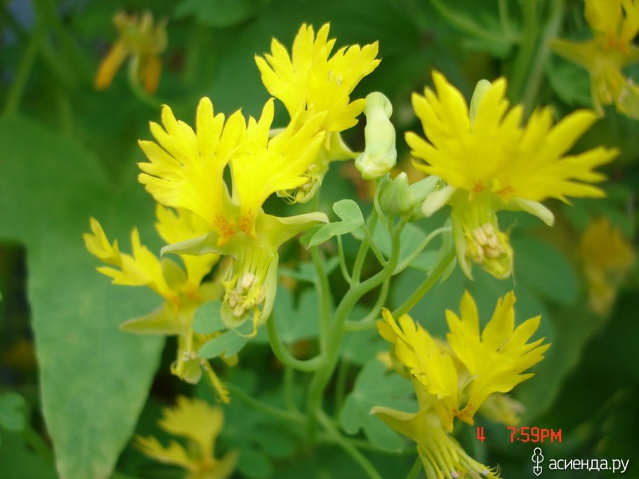 Настурция иноземная канарская лиана