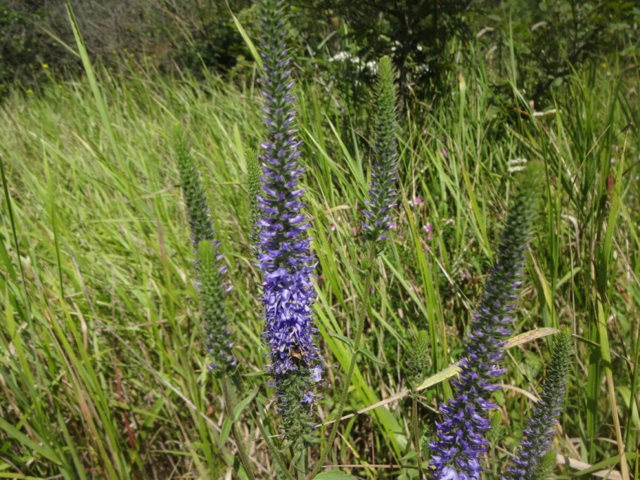 Veronica porphyriana