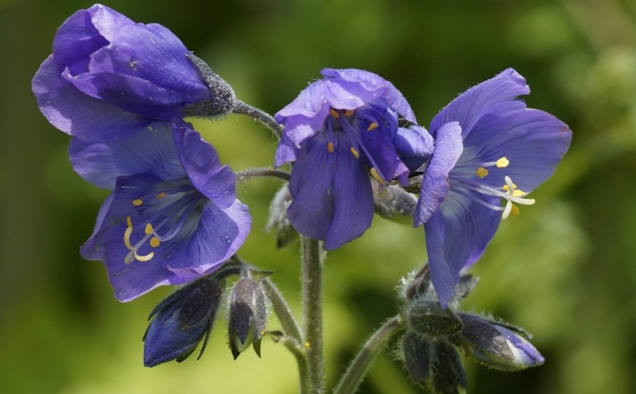 Синюха голубая ботаника