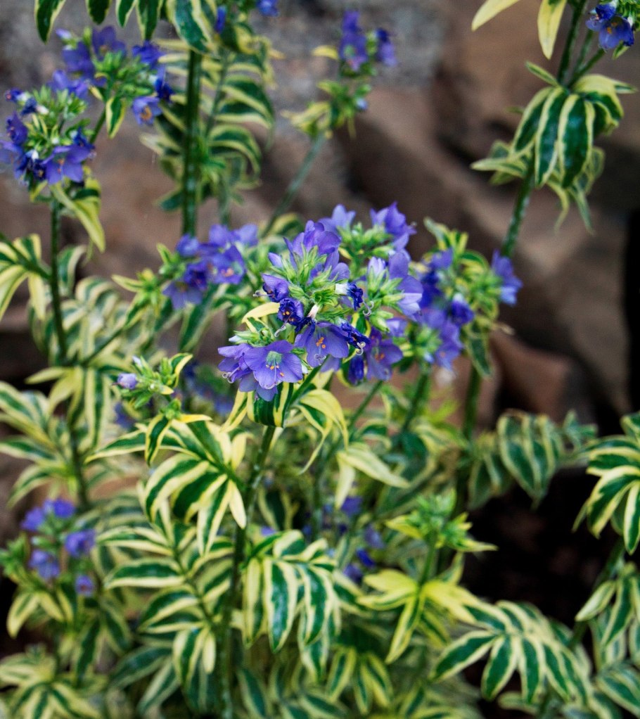 Синюха brise d'anjou