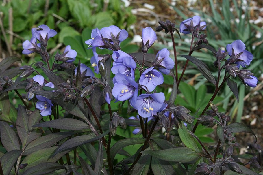 Polemonium reptans