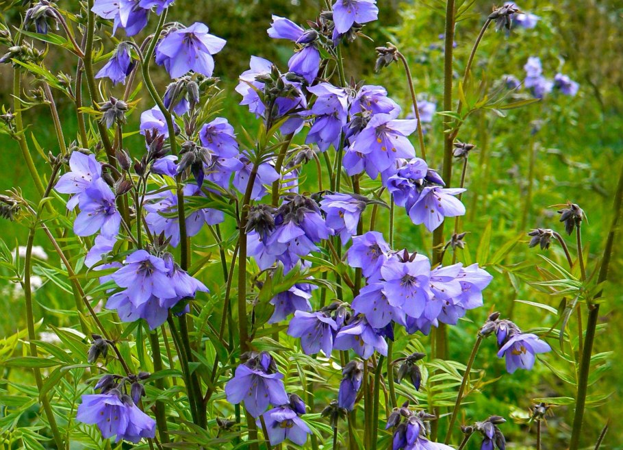 Синюха голубая на клумбе