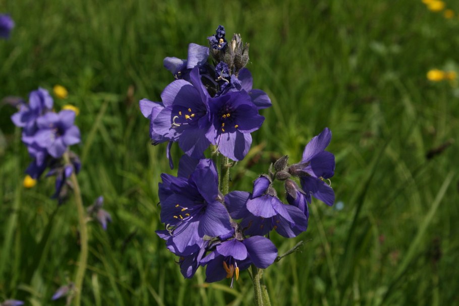 Синюха голубая лазурь