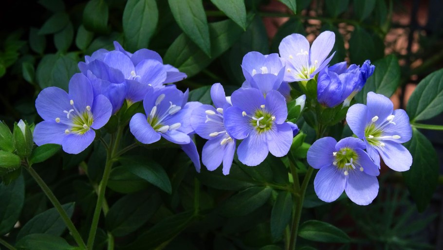 Синюха голубая растение