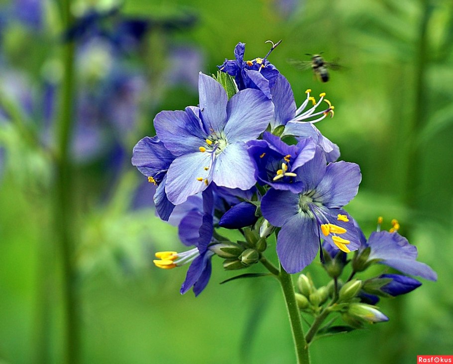 Синюха голубая Хэвен Сцент