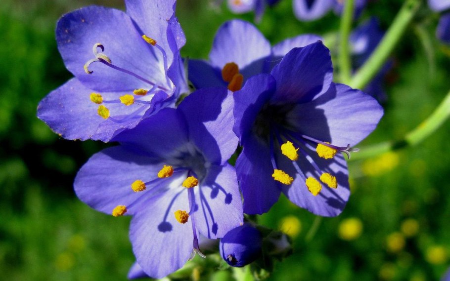 Синюха голубая Лазурная