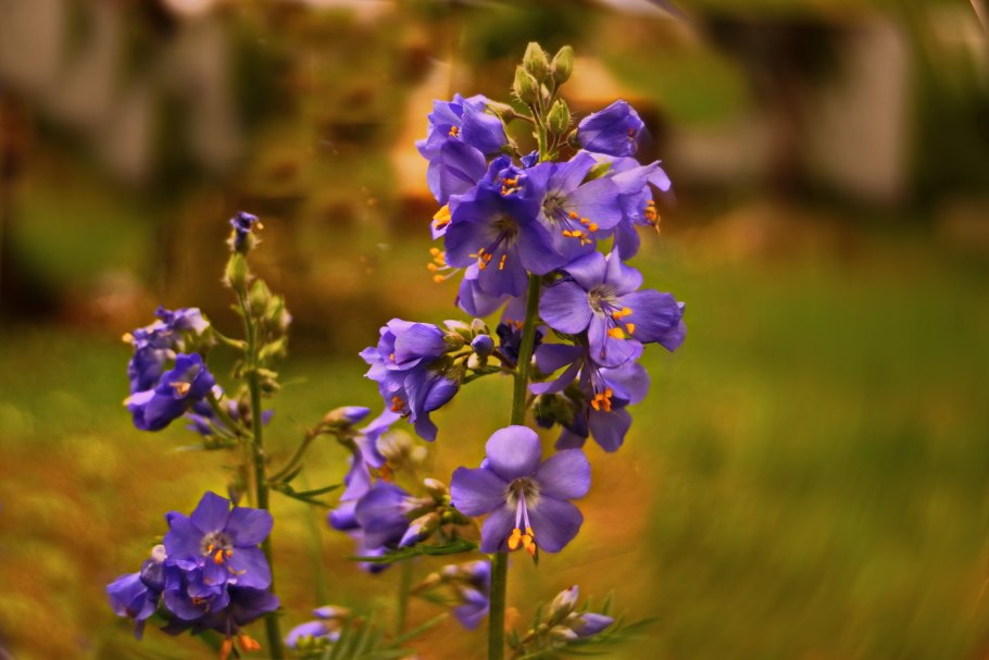 Полемониум Синюха Лазурная небосвод