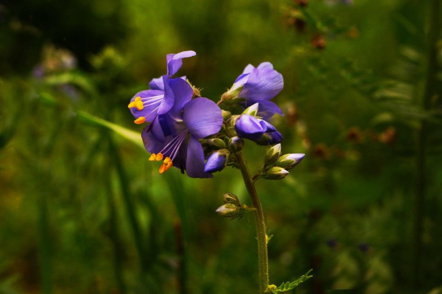 Синюха лазоревая