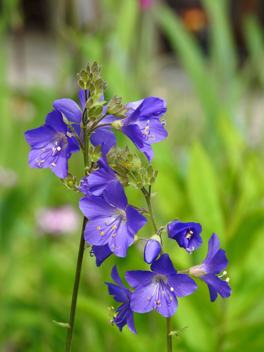 Полемониум синюха